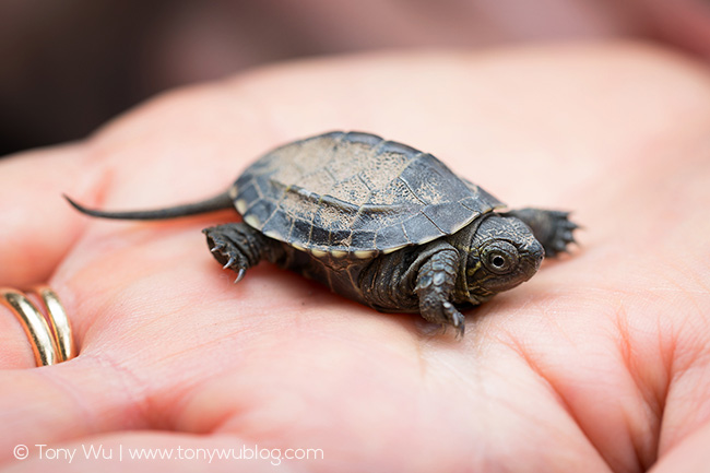 Mauremys reevesii baby