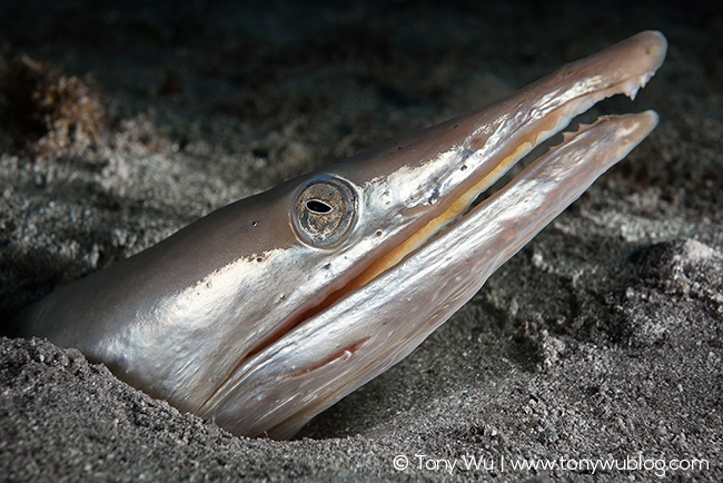 Ophisurus macrorhynchos snake eel
