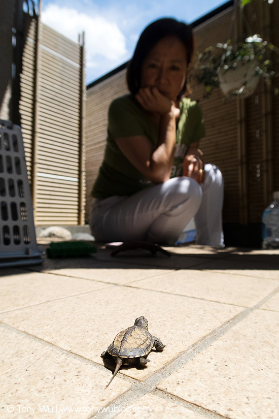 baby Mauremys reevesii turtle