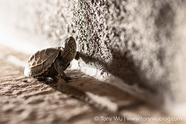 Oogway, Mauremys reevesii