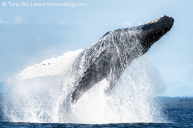 humpback whale breaching alaska