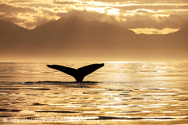 humpback whale fluke at sunset