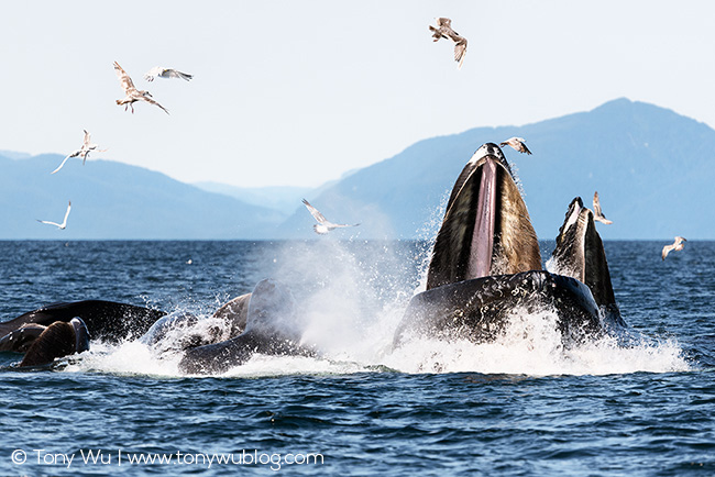 humpback whales bubble-net feeding