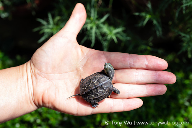 Oogway, Mauremys reevesii