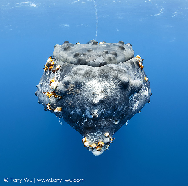 humpback whale with bubble stream