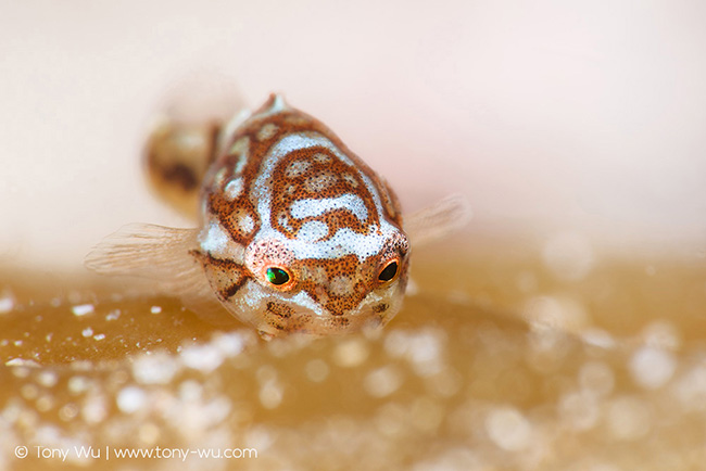 Aptocyclus ventricosus juvenile