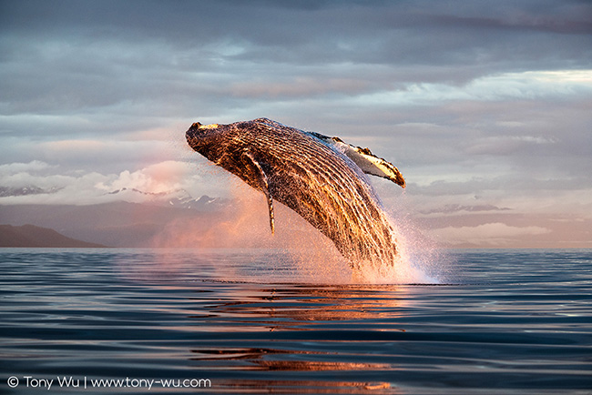 humpback whale breaching at night