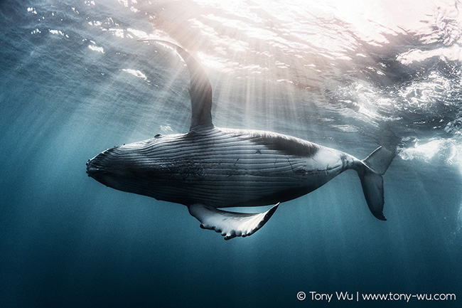 humpback whale calf dramatic light