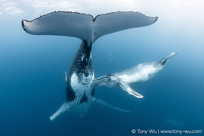 humpback whale calf asking for milk