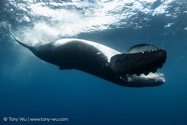 humpback whale calf playing peekaboo