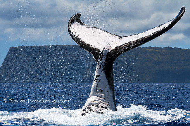 humpback whale fluke