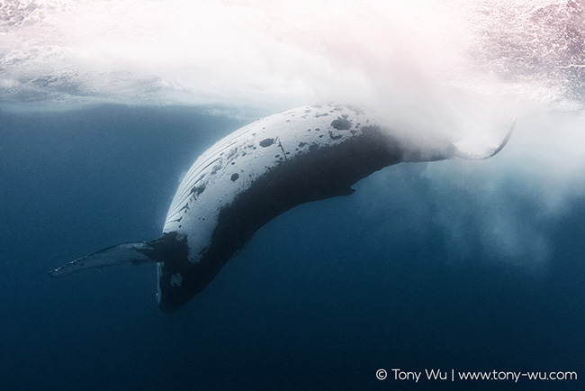 Underwater view of humpback whale tail slap