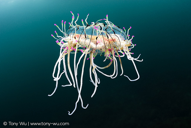 flower hat jellyfish Olinidias formosus