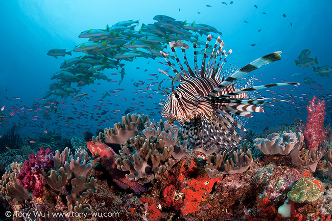 Lionfish on the prowl