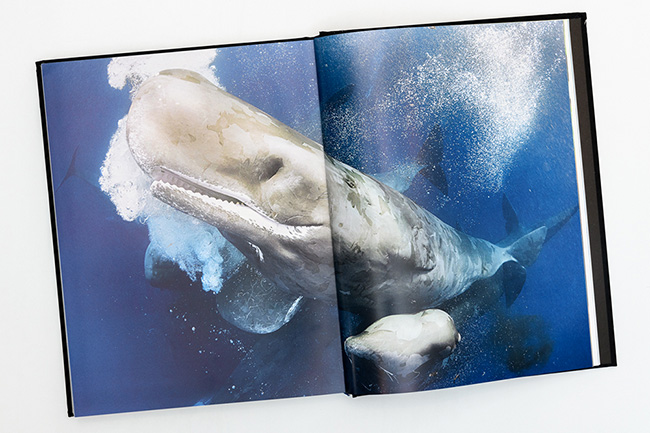 Sperm whale photo in Our Planet book