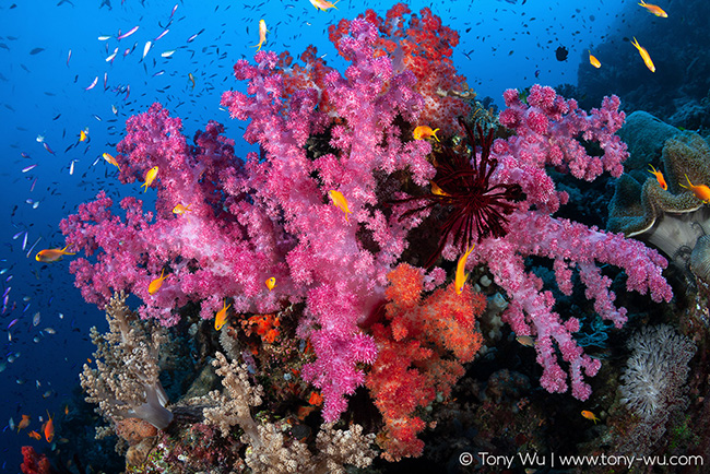 Beautiful soft corals