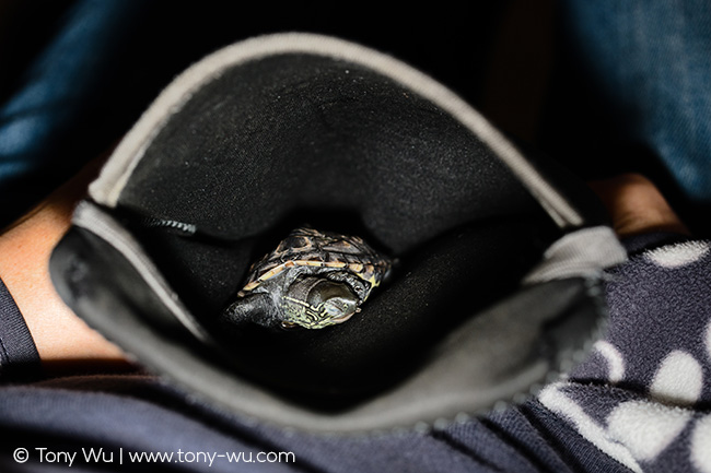 Sleeping Mauremys reevesii turtle