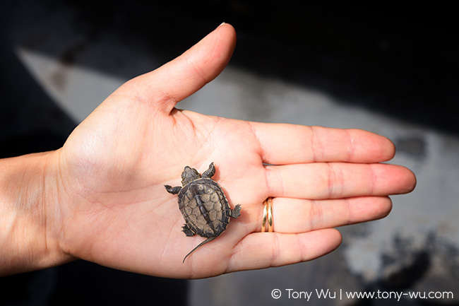 Mauremys reevesii turtle a few days old