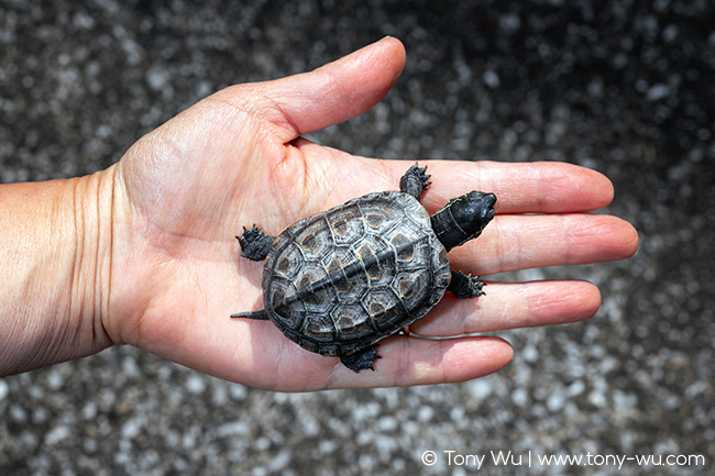 Mauremys reevesii turtle one year old