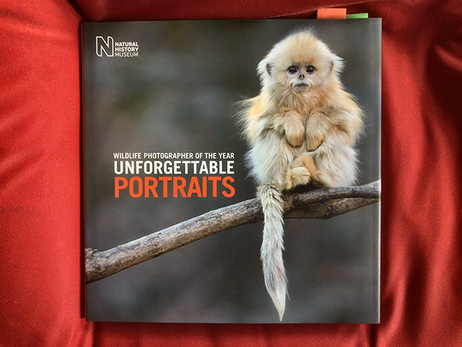 Unforgettable Portraits Wildlife Photography