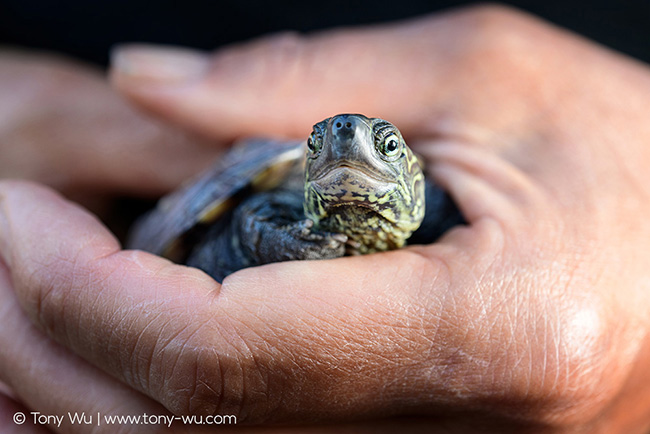 Mauremys reevesii pond turtle Oogway