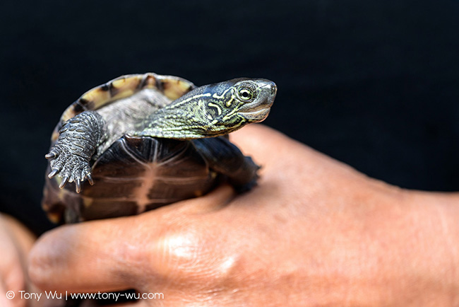 Mauremys reevesii pond turtle Oogway