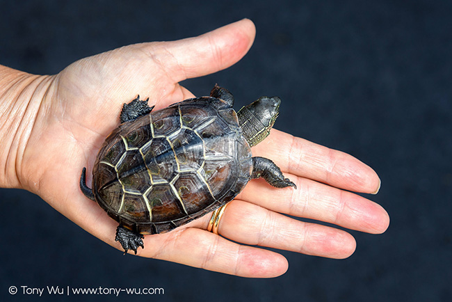 Mauremys reevesii pond turtle Oogway