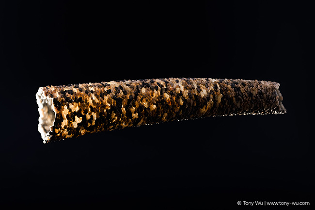 Side view, Pectinariidae polychaete worm hole