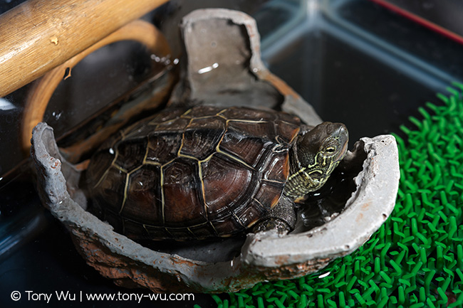 Mauremys reevesii pond turtle Oogway