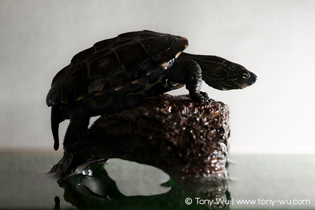 Mauremys reevesii pond turtle Oogway