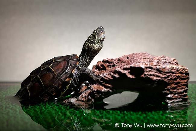 Mauremys reevesii pond turtle Oogway