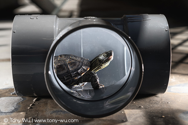 Mauremys reevesii pond turtle Oogway