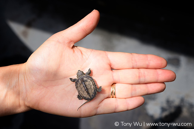 Mauremys reevesii baby pond turtle