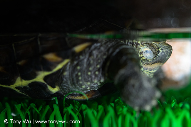 Mauremys reevesii sleeping nictitating membrane