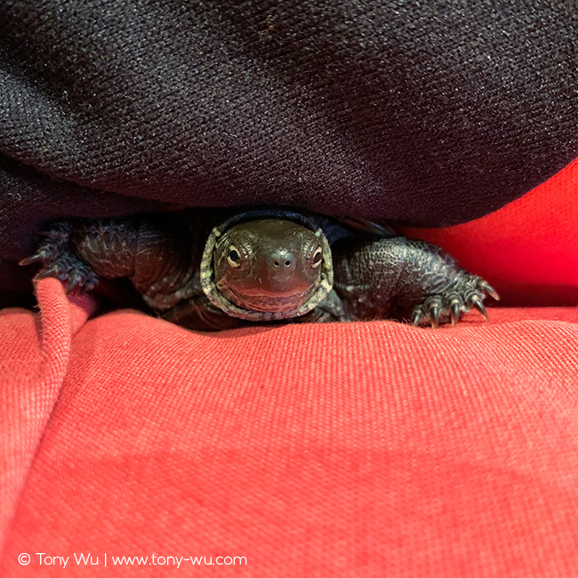 Mauremys reevesii pond turtle Oogway