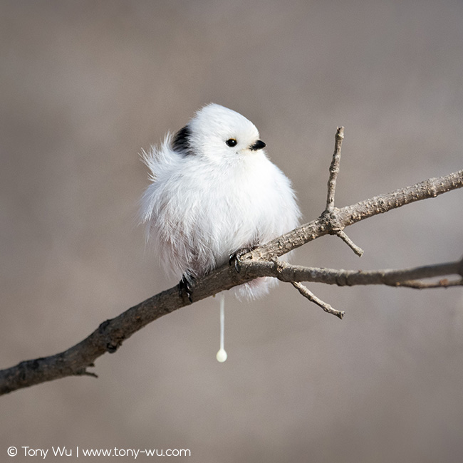 Long-tailed tit defecating (Aegithalos caudatus)