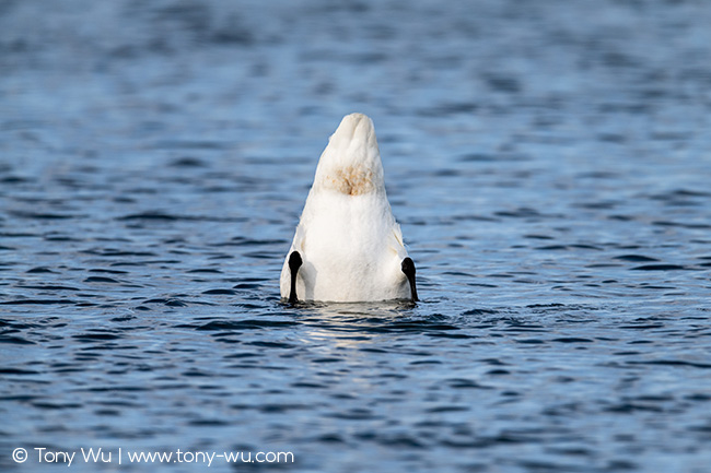 Whooper swan (Cygnus cygnus)