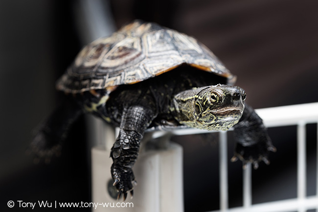 Oogway pond turtle (Mauremys reevesii)