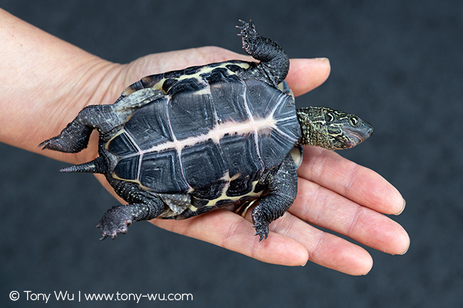 Oogway pond turtle (Mauremys reevesii)