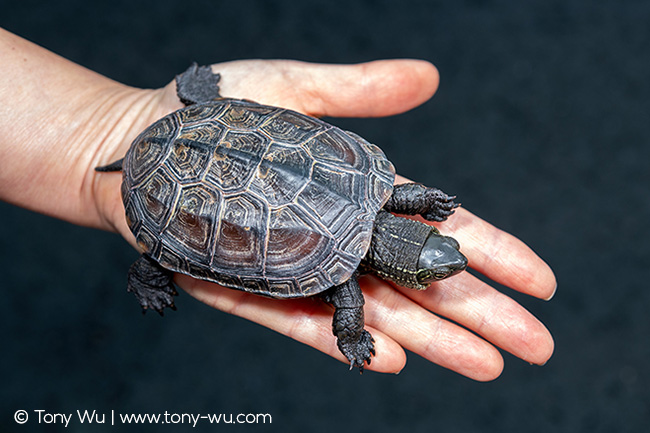 Oogway pond turtle (Mauremys reevesii)