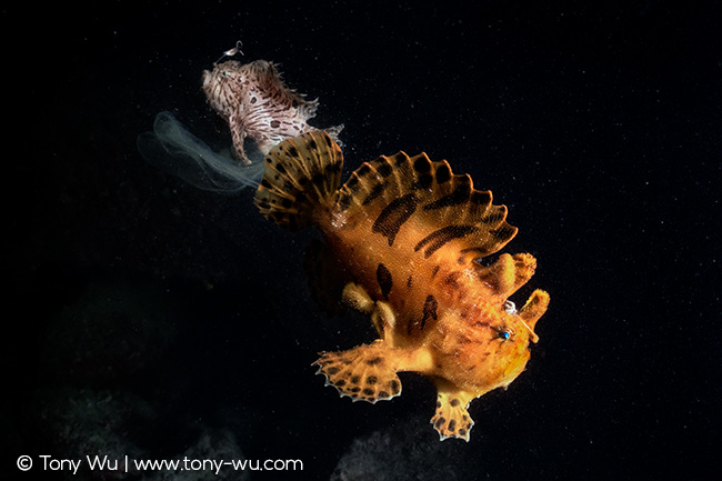 Antennarius striatus frogfish spawning