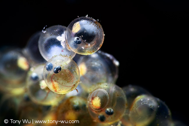 Hexagrammos otakii eggs ready to hatch