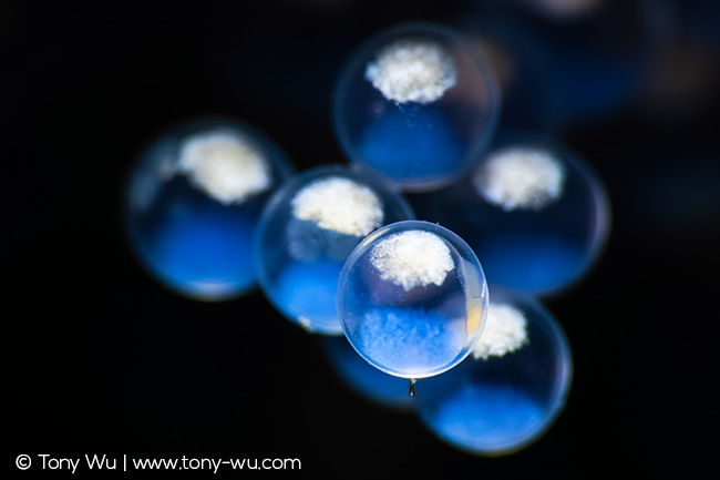 Hexagrammos otakii eggs