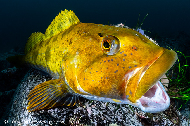 Hexagrammos otakii breeding male