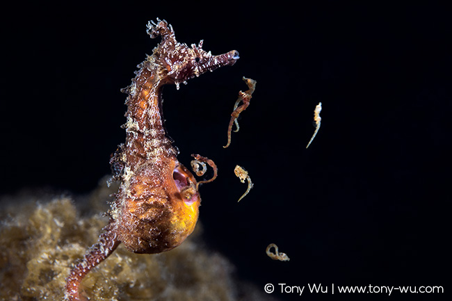 Hippocampus haema seahorse giving birth