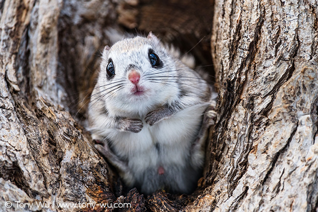 Pteromys volans orii flying squirrel