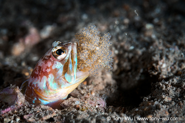 Opistognathus iyonis jawfish hatching eggs