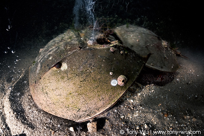 Tachypleus tridentatus horseshoe crabs spawning