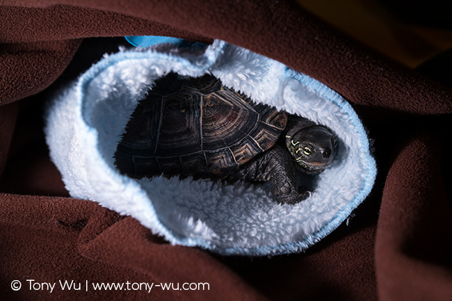 Oogway Reeve's pond turtle