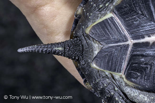 Oogway Reeve's pond turtle cloaca